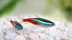 peixe-neon-pequeno-neon-aquario-pequeno-facil-de-cuidar